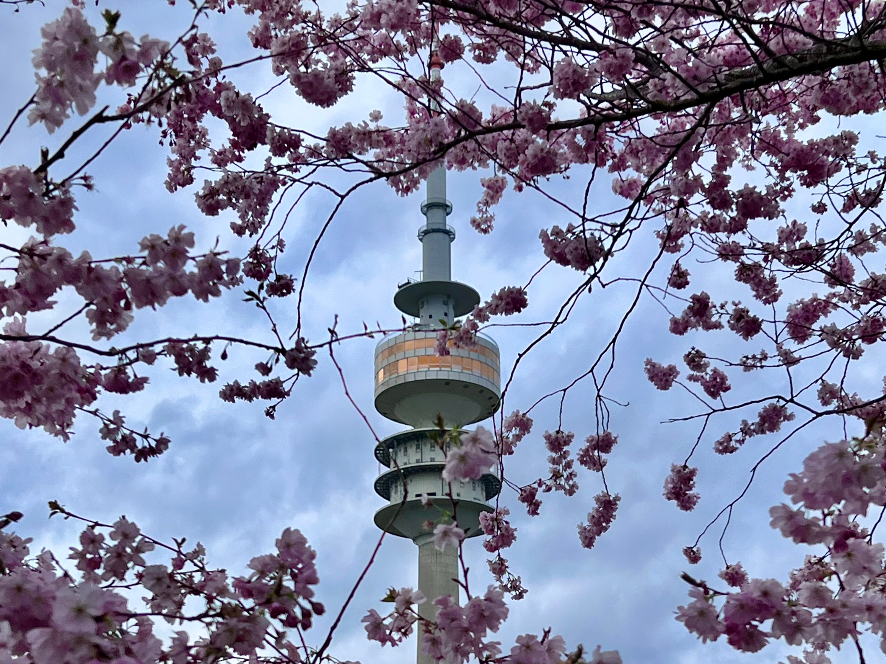 Are these the best things to do in Munich with kids? Top of the Munich Olympic Tower in background. Cherry blossoms in the foreground.